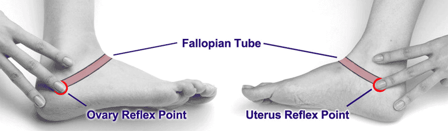 Reflex points on the feet